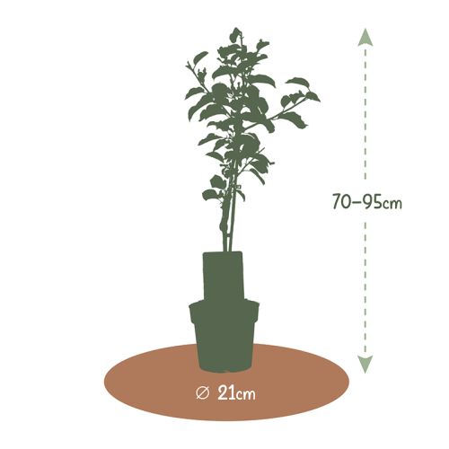Arbre fruitier 95 cm - image 10